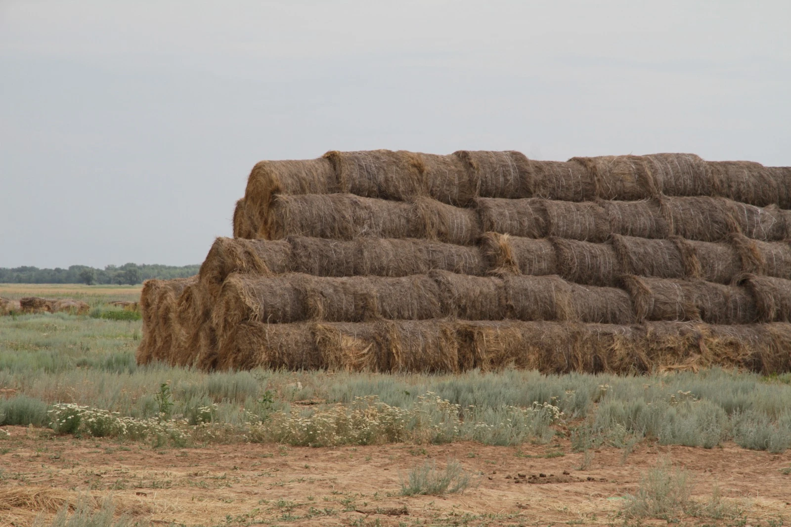 БҚО-ның екі ауданында мал азығын қамту ісі ақсап тұр
